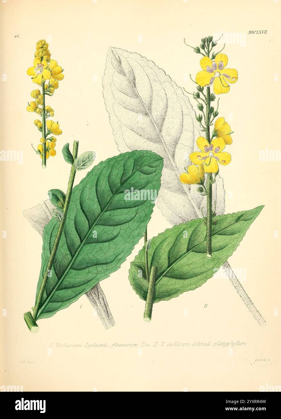 Icones florae Germanicae et Helveticae, simul Pedemontanae, Tirolensis, Istriacae, Dalmaticae, Austriacae, Hungaricae, Transylvanicae, Moravicae, Borussicae, Holsaticae, Belgicae, Hollandicae, ergo Mediae Europae, Lipsiae, F. Hofmeister , 1834-1912, [v. 1, 1850], Europe, œuvres picturales, plantes, l'illustration présente des études botaniques de deux espèces végétales différentes. Sur la gauche, un rendu détaillé d'une large feuille vert foncé, mettant en valeur sa surface texturée et ses veines proéminentes. À côté de lui, une autre grande feuille est représentée, de couleur plus claire, illustrant éventuellement une variété végétale différente. Banque D'Images