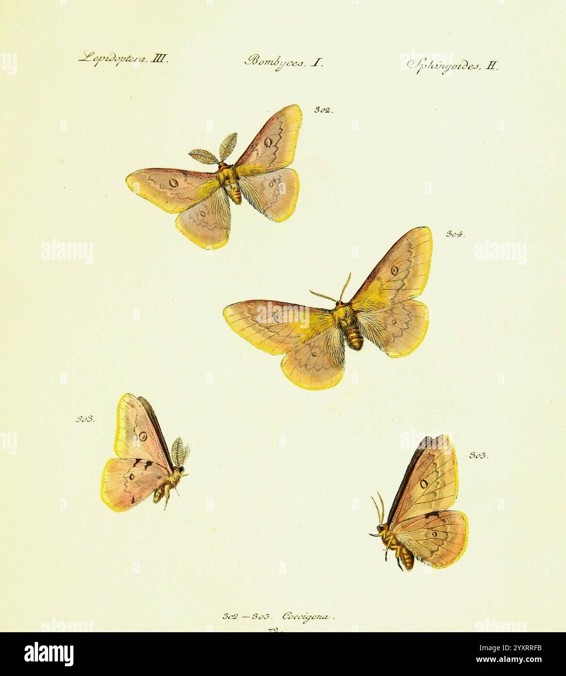 Hübner's, papilio, S.l, s.n, 1796-1841, lépidoptères, cette illustration présente quatre espèces distinctes de papillons, chacune exposée dans une pose unique pour mettre en valeur leurs motifs complexes et leurs structures délicates. Les papillons présentent des nuances variées de jaune et d'orange, avec des marques détaillées sur les ailes qui mettent en valeur leur beauté naturelle. Chaque spécimen est étiqueté avec un numéro d'identification correspondant, ce qui permet de clarifier leur classification. La conception globale met l'accent sur la représentation artistique de ces insectes, mêlant étude scientifique et art naturel. L'arrangement permet fo Banque D'Images