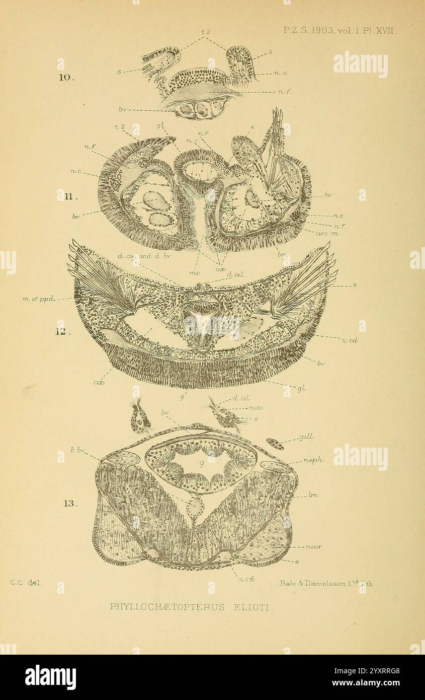 Proceedings of the Zoological Society of London, London, Academic Press Periodicals, Zoology, l'illustration présente une série de dessins anatomiques détaillés d'un organisme nommé Phyllochaetoperus eliotii. Le diagramme affiche différentes vues transversales, mettant en évidence des structures et des caractéristiques spécifiques. Chaque section est méticuleusement étiquetée avec des annotations indiquant différents composants anatomiques, tels que la tête, le tronc et les organes internes. La délimitation précise de ces parties souligne la complexité de la morphologie de l'organisme, mettant en évidence des aspects de sa biologie pertinents pour le scienti Banque D'Images