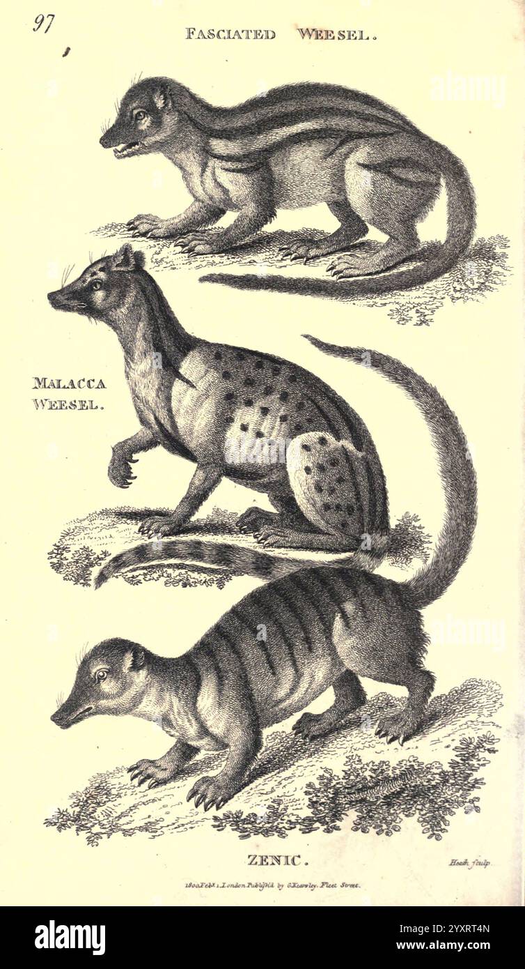 Zoologie générale, ou histoire naturelle systématique pt. Londres, imprimé pour G. Kearsley, 1800-1826, Zoology, l'illustration représente trois espèces distinctes de belettes : au sommet se trouve le fascinant Weasel, caractérisé par son corps allongé et son expression curieuse. La figure du milieu représente le Malacca Weasel, remarquable pour son apparence élégante et sa position active. La figure du bas, étiquetée Zenic, présente un corps plus robuste avec des marques uniques le long de ses flancs. Chaque belette présente une posture alerte, soulignant leur agilité et leur nature curieuse dans leurs habitats naturels. La ligne détaillée Banque D'Images