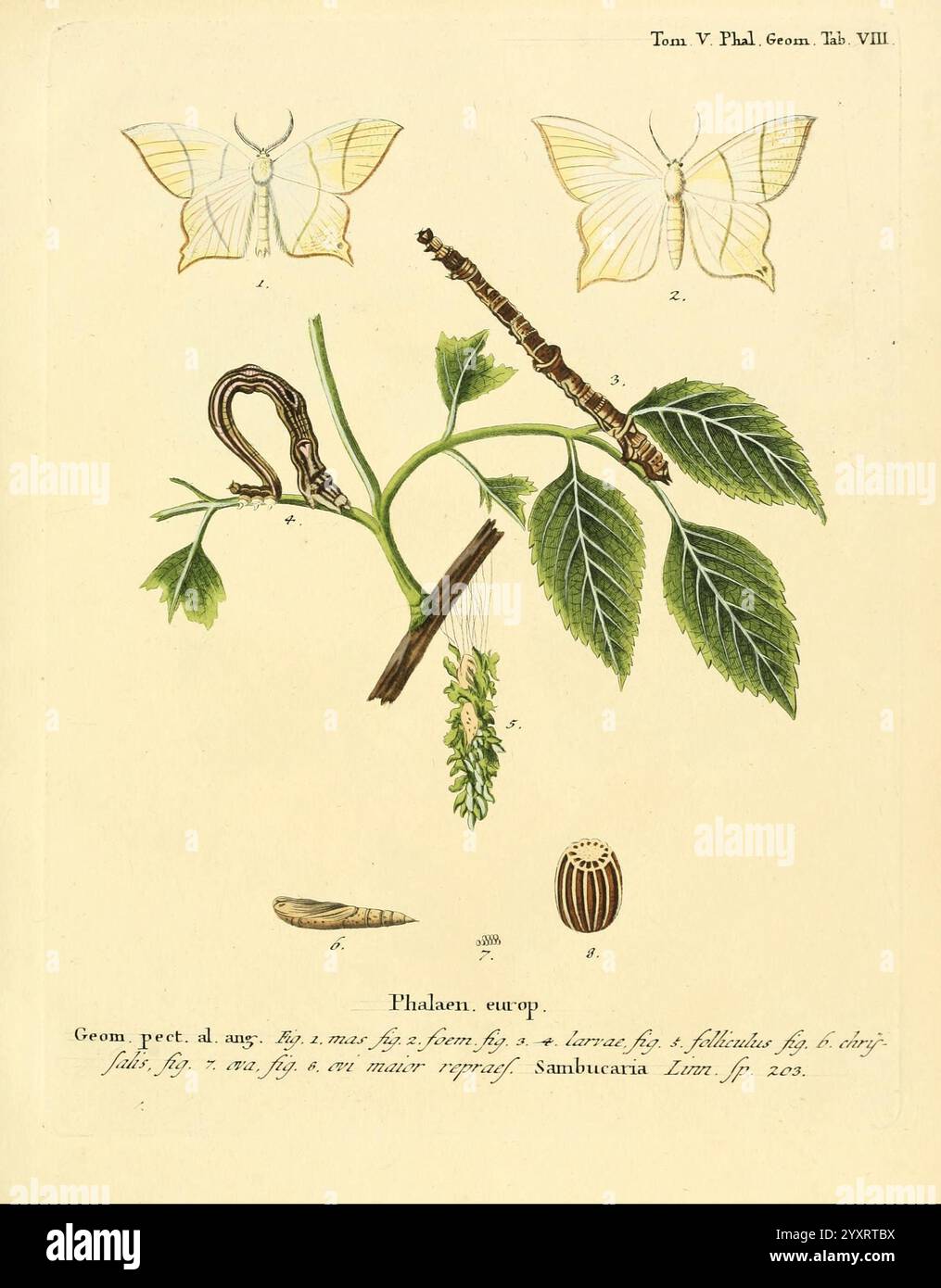 Die Schmetterlinge in Abbildungen nach der Natur, Leipzig, T. O. Weigel, 1829-1839, papillons, Europe, Lépidoptères, œuvres picturales, l'illustration présente une variété d'éléments botaniques et entomologiques. Au centre de la composition se trouve un dessin détaillé d'une branche aux feuilles vertes éclatantes, mettant en valeur des motifs veineux complexes. Attaché à la branche est une tige mince, suggérant une étape de métamorphose. Autour de ce point focal se trouvent de multiples représentations d'espèces de papillons, chacune méticuleusement rendue pour mettre en évidence leurs structures et motifs d'ailes uniques. En outre, segmen inférieur Banque D'Images