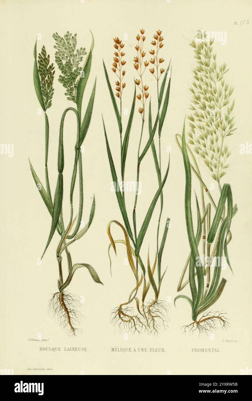 Nouvelle iconographie fourragère, Atlas, Paris, P. Asselin, 1871, Gramineae, le jardin botanique de New York, œuvres picturales, plantes fourragères, cette illustration met en valeur trois types d’herbes distinctes, chacune méticuleusement rendue pour mettre en valeur leurs caractéristiques uniques. Sur la gauche, la ''houle laineuse'' est représentée avec des épillets allongés et des feuilles minces, suggérant une texture douce et plumeuse. La plante centrale, labellisée ''Mélique à une fleur', présente un seul épi fleuri, soulignant sa délicate structure florale au milieu d'un feuillage étroit en toile de fond. Sur la droite, le ''Fromental'' s'affiche Banque D'Images