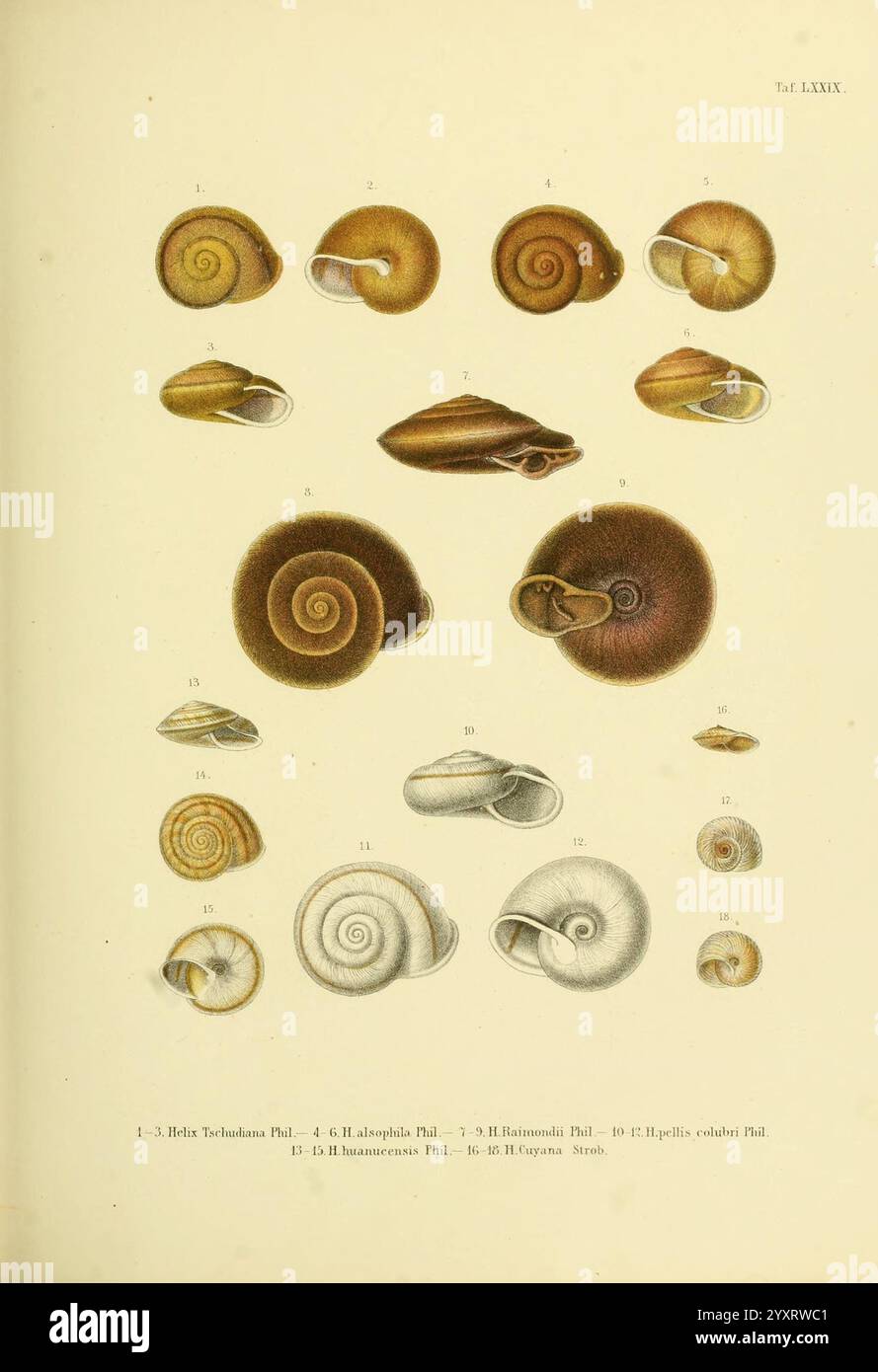 Novitates Conchologicae, Cassel, T. Fischer, 1854-79, mollusques, œuvres picturales, Un éventail diversifié de coquilles d'escargots de mer, chacune présentant des formes, des motifs et des textures uniques. Les coques sont disposées de manière organisée, mettant en valeur les motifs complexes en spirale et les variations subtiles de couleur. Certaines coques ont des surfaces lisses, tandis que d'autres affichent des crêtes et des marquages détaillés. Cette collection met en valeur la diversité de la vie marine en mettant l’accent sur la beauté et la complexité des coquilles de mollusques, invitant à apprécier leur art naturel et leur importance écologique. Banque D'Images