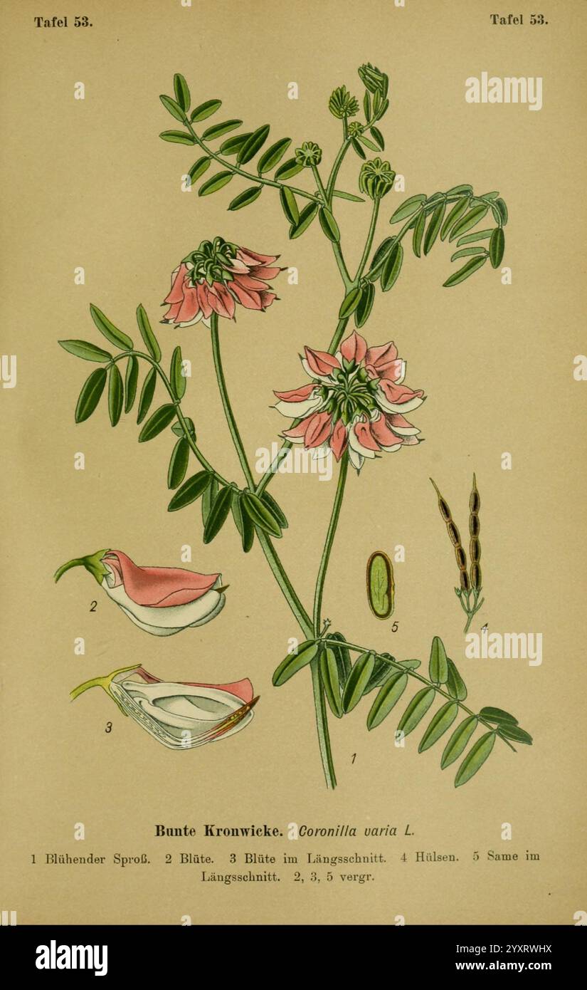 Die Giftpflanzen Deutschlands Braunschweig F. Vieweg 1910 Allemagne plantes vénénéneuses, l'illustration montre une étude botanique détaillée de la vesce de couronne colorée (Coronilla varia L.). Il comprend des composants étiquetés tels que la plante à fleurs, mettant en valeur ses délicates fleurs roses et blanches, et la structure des feuilles. Différentes parties sont mises en évidence : le germe de la tige, les feuilles sous différentes formes, une coupe transversale d'une fleur et la gousse de la graine. Cette représentation éducative sert à améliorer la compréhension de la morphologie de l'espèce, chaque numéro étiqueté correspondant à une caractéristique spécifique Banque D'Images