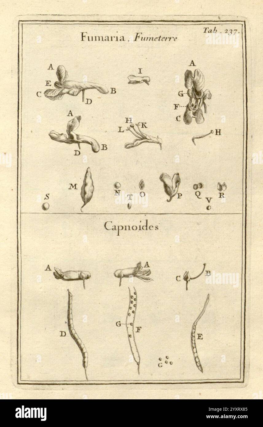 Josephi Pitton Tournefort Institutiones Rei herbariæ Parisiis, E Typographia Regia, 1700-[1703] botanique, œuvres pré-linnéennes, l'illustration présente des dessins botaniques détaillés de deux genres végétaux distincts. La section supérieure est dédiée à la « Fumaria », présentant diverses parties et structures étiquetées avec des lettres de A à R. chaque lettre correspond à un aspect spécifique de la plante, comme les fleurs, les feuilles ou les tiges, offrant un aperçu éducatif de son anatomie. La section inférieure met en évidence ''Capnoides', avec des diagrammes étiquetés supplémentaires qui soulignent ses caractéristiques uniques, y compris flo Banque D'Images