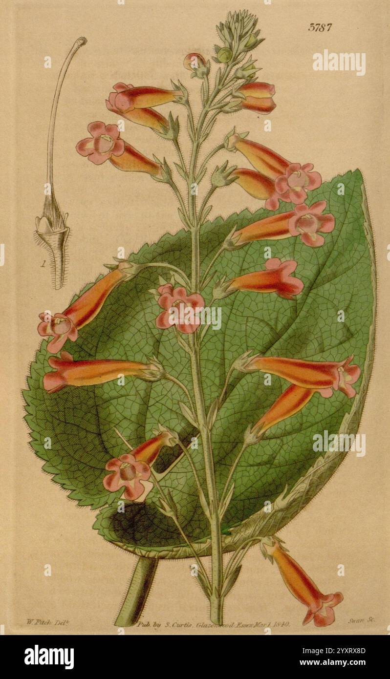 Curtis's Botanical Magazine Londres New York etc Botanique périodiques œuvres picturales Curtis, l'illustration présente une étude botanique d'une plante à fleurs. L'accent est mis sur une grande tige ornée de grappes de fleurs tubulaires en forme de cloche qui sont d'une teinte rougeâtre-orange vibrante, chacune fleurissant gracieusement de la tige. Sous les fleurs, une grande feuille verte aux veines proéminentes met en valeur le feuillage de la plante. Un élément botanique supplémentaire est représenté dans le coin supérieur gauche, montrant une vue détaillée d'une fleur et d'un bourgeon, soulignant la structure délicate et le design complexe de la plante. T Banque D'Images