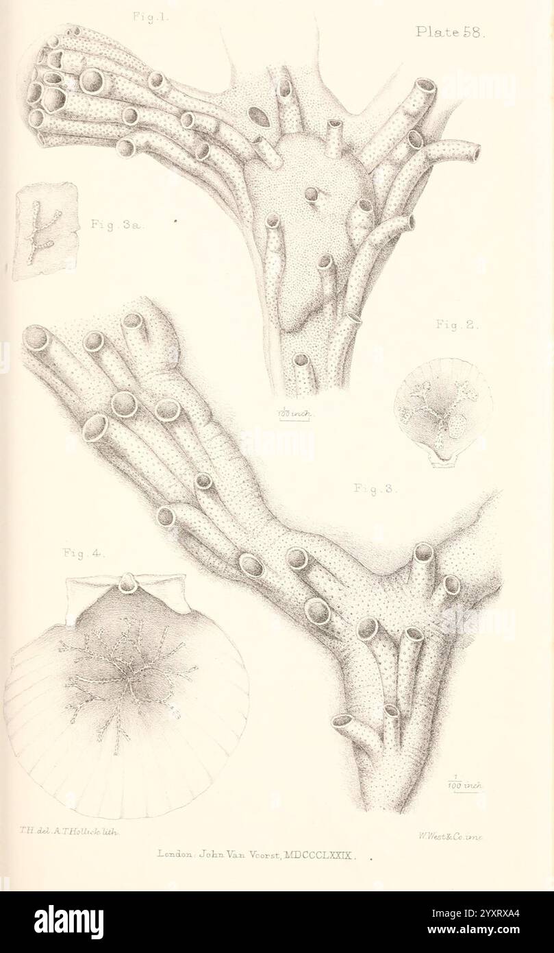 A history of the British marine Polyzoa, London, J. Van Voorst, 1880, Bryozoa, L'illustration représente une étude anatomique détaillée d'un organisme marin, mettant en évidence diverses structures et appendices qui semblent être des formations ramifiées ou ressemblant à des tentacules. Les diagrammes comprennent des segments étiquetés, indiquant des caractéristiques spécifiques telles que des ventouses et des noeuds, qui peuvent suggérer des adaptations fonctionnelles. Les différentes figures sont arrangées méthodiquement, probablement à des fins éducatives, en mettant l'accent sur les conceptions complexes et les textures du plan corporel de l'organisme. Le rendu méticuleux met en valeur le scientifique Banque D'Images