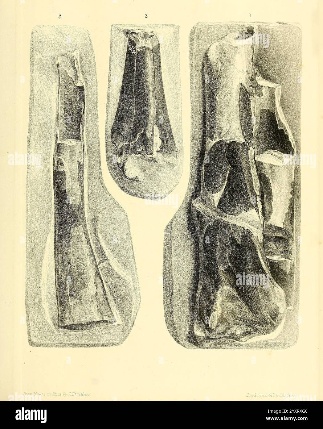 Une monographie sur les reptiles fossiles des formations du Crétacé, Londres, imprimée pour la Palæontographical Society, 1851-64, Grande-Bretagne, paléontologie, Crétacé, reptiles, fossiles, histoires de fossiles, l'illustration présente trois spécimens géologiques distincts, chacun présentant des textures et des formes uniques. Sur la gauche, une structure élancée et allongée se rétrécit jusqu'à une extrémité arrondie, caractérisée par des surfaces lisses et des stries subtiles. Le spécimen central est plus large et possède une forme plus irrégulière avec des contours prononcés et des imperfections naturelles, suggérant un processus de formation complexe. Sur la droite, Banque D'Images