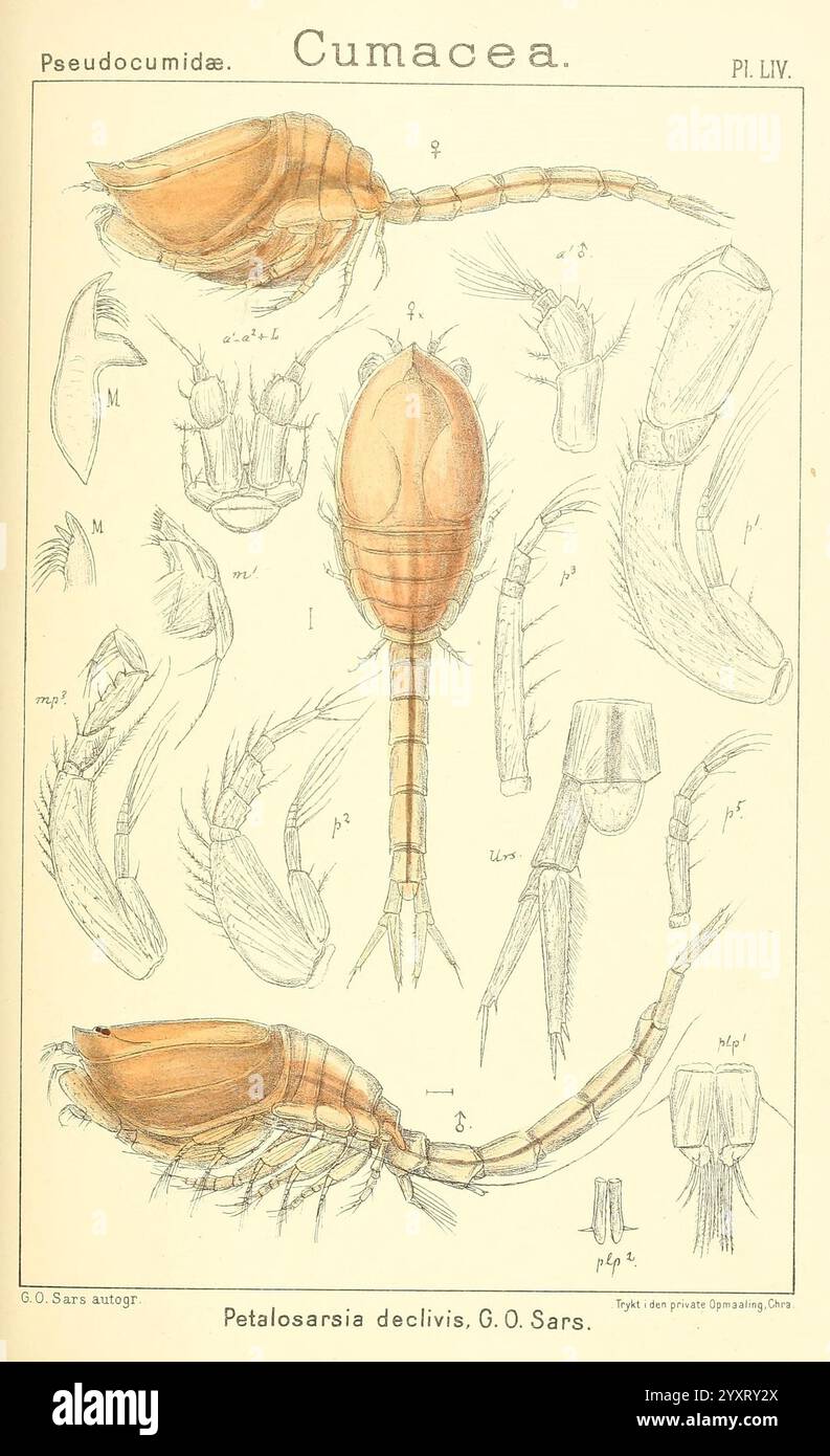 Un récit des crustacés de Norvège Christiania, A. Cammermeyer, 1895-1928, crustacés, Norvège, Crustaceans., l'illustration montre une étude scientifique détaillée de l'ordre des Cumacea, mettant en évidence diverses caractéristiques anatomiques de l'espèce Petalosarsia declivis. La section supérieure présente un diagramme étiqueté de l'organisme, mettant en évidence sa tête, son thorax et ses membres distinctifs. Autour de la figure principale se trouvent des dessins supplémentaires qui soulignent les appendices et les structures individuelles, y compris les antennes et divers segments du corps. Chaque fonction est esquissée de manière complexe avec des annotations indiquant leur R. Banque D'Images