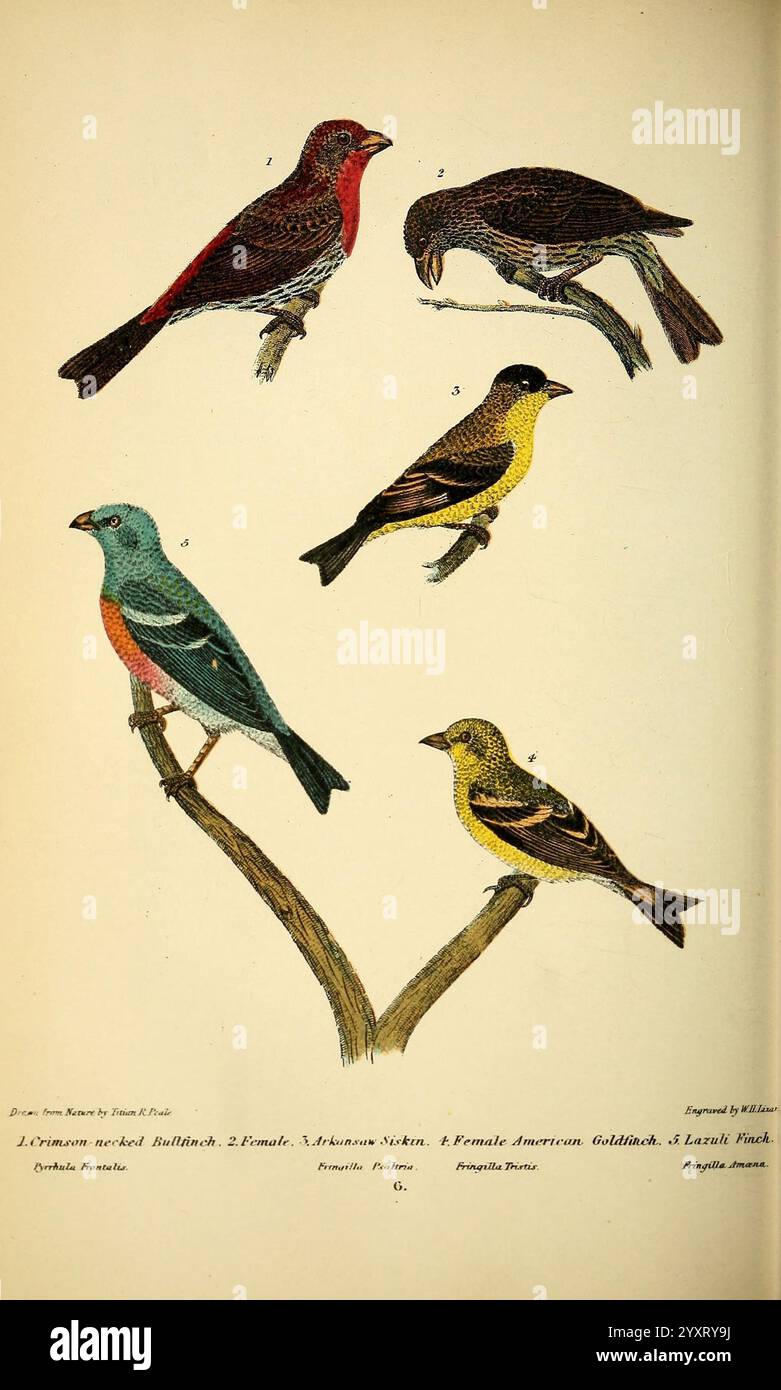 Américain, ornithologie, ou le, naturel, histoire, de, les, les oiseaux, de, les, États-Unis, États-Unis, Petter, &, Galpin, [187-], oiseaux, États-Unis, carduelis, tristis, américain, Goldfinch, maison, finch, carduelis, pinus, passerina, amoena, lazuli, banderole, pin, siskin, hémorragique, mexicanus, L'illustration montre cinq espèces d'oiseaux distinctes perchées sur des branches minces. Au sommet, deux oiseaux affichent un plumage vibrant : l'oiseau gauche est une espèce rouge, probablement un mâle, tandis que l'oiseau droit présente une coloration plus discrète, probablement une femelle. En dessous d'eux, un oiseau jaune se détache, identifié comme Banque D'Images