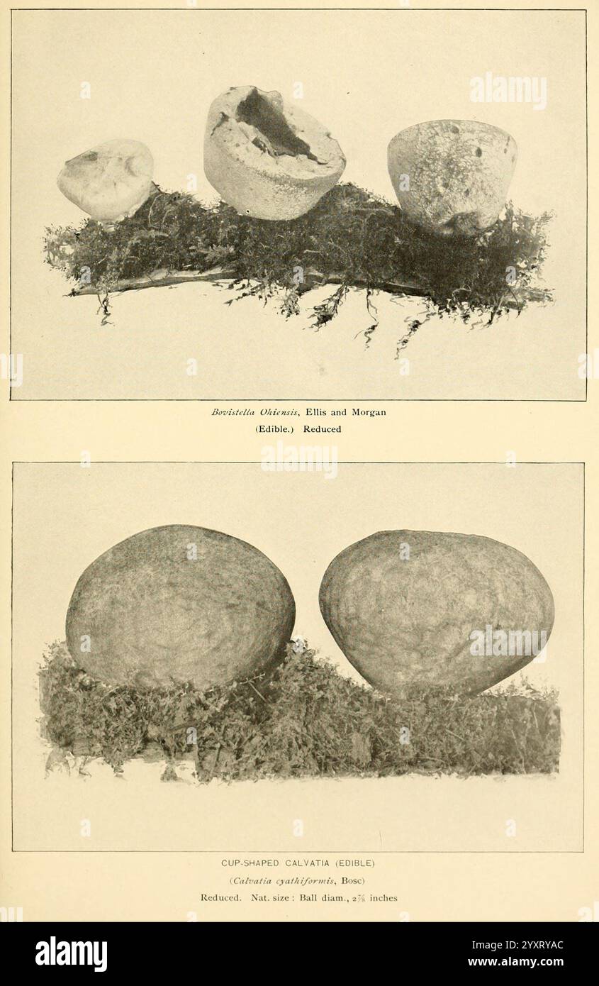 Le livre des champignons. New York, 1901, cuisine, champignons, champignons, champignons, champignons, cette composition comprend deux groupes distincts d'œufs ou d'objets ressemblant à des œufs affichés sur une surface texturée, éventuellement de la mousse. La section supérieure montre trois éléments, dont un partiellement cassé, révélant son intérieur. La section inférieure présente deux formes arrondies et cohésives, caractérisées par des surfaces lisses. Chaque article est étiqueté, fournissant des noms scientifiques, ainsi que le terme ''comestible'' mis en évidence pour l'accent. Cet arrangement suggère une étude ou un catalogage de divers types d'oeufs, en mettant l'accent sur leurs caractéristiques naturelles A. Banque D'Images