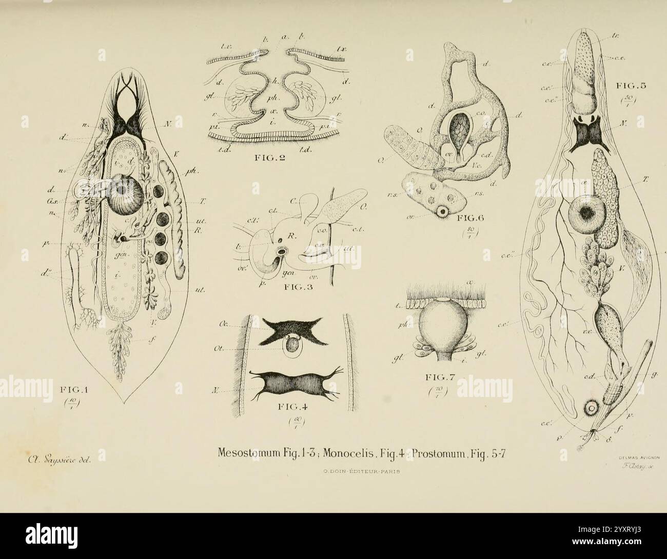 Atlas d'anatomie comparée des invertébrés, Paris, Doin, 1890, anatomie, vers, arthropodes, invertébrés, mollusques, cnidaires, echinodermata, cténophora, protozoaires, mésozoaires, anatomie comparative, cette illustration présente une série de dessins scientifiques détaillés présentant diverses structures de turbellariens, en se concentrant spécifiquement sur les Rhabdocèles. Il comprend des diagrammes étiquetés qui décrivent des caractéristiques anatomiques telles que le système digestif, les organes reproducteurs et les caractéristiques morphologiques distinctives. Chaque figure est méticuleusement rendue, fournissant un aperçu de la biologie et de l'anatomie de Banque D'Images