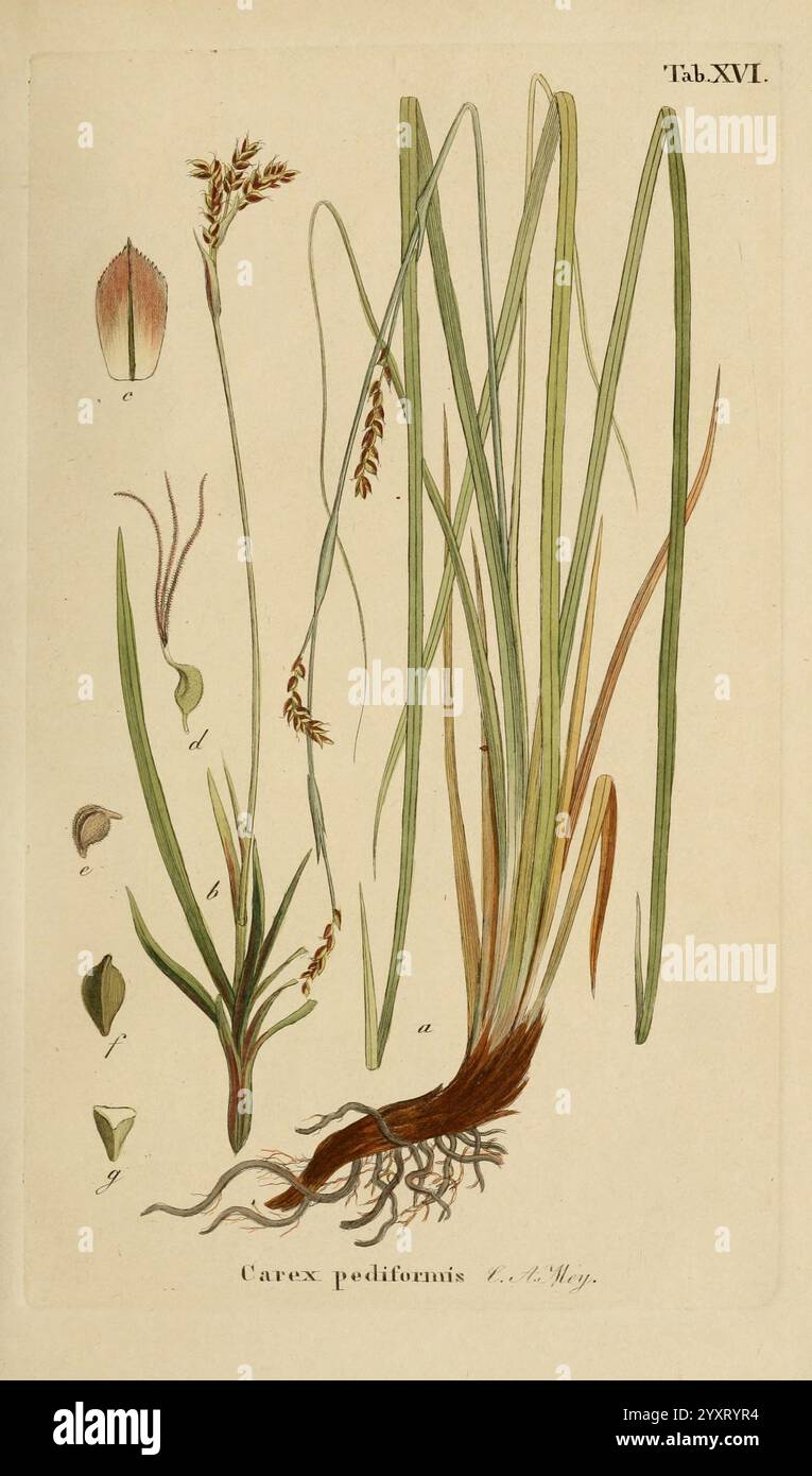 Supplemente zu Schkuhr's Riedgräsern (Carices), Leipzig, E. Fleischer, 1840-50, Carex, Cyperaceae, une illustration mettant en vedette la plante Carex pediformis, communément connue sous le nom de sèdge à pieds. La représentation comprend divers éléments de la plante : les feuilles longues et minces qui s'étendent vers le haut, une vue détaillée de la structure racinaire à la base et des épis floraux distincts mettant en évidence les parties reproductrices. L'illustration est étiquetée avec des lettres indiquant différents composants pour l'identification, donnant une référence claire aux caractéristiques de la plante, y compris ses feuilles, ses fleurs et son syste racinaire Banque D'Images