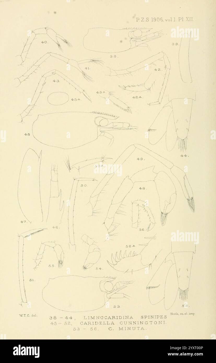 Proceedings of the Zoological Society of London, London, Academic Press Periodicals, Zoology, une illustration représentant diverses caractéristiques anatomiques de Limnocaridina et Gardella miningtoni. Les dessins détaillés montrent les segments et appendices distincts de ces organismes, y compris les griffes, les pattes et d'autres traits morphologiques. Chaque section est méticuleusement étiquetée avec un numéro correspondant pour référence, facilitant une compréhension plus approfondie de l'anatomie de l'espèce. Cette représentation éducative met en évidence les structures complexes qui caractérisent ces créatures aquatiques, ce qui en fait Banque D'Images