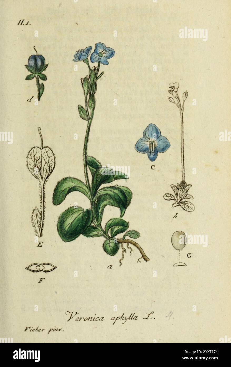 Deutschlands, Flora in Abbildungen nach der Natur, Nurnberg, Gedruckt auf Kosten des Verfassers, 1798-[1862], Allemagne, Botany, Veronica aphylla, une illustration botanique détaillée de Veronica aphyllA L., également connu comme un type de speedwell. La composition comprend divers éléments Banque D'Images