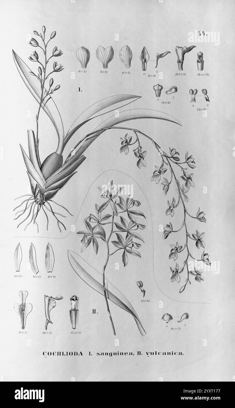 Flora brasiliensis, enumeratio plantarum chez Brasilia hactenus detectarum. Monachii et Lipsiae [Munich et Leipzig], R. Oldenbourg, 1840-1906. Brésil, Allemagne, gravure, botanique, 1840, non coloré, botanistes, œuvres picturales, supports graphiques., l'illustration présente une étude botanique détaillée de l'espèce Cochlioda sanguinea, mettant en valeur sa structure florale unique et ses modèles de croissance. Le dessin comprend des parties étiquetées de la plante, telles que les racines, les feuilles et les fleurs, soulignant les caractéristiques distinctes de l'orchidée. Autour de la représentation principale se trouvent des croquis plus petits mettant en évidence divers Banque D'Images
