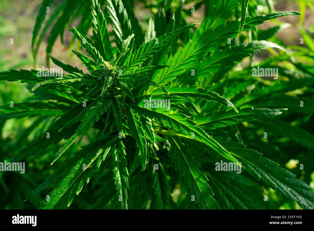 La plante de cannabis verte luxuriante prospère dans un jardin, présentant un feuillage détaillé sous la lumière naturelle du soleil, mettant l'accent sur les modèles de croissance et les structures foliaires dures Banque D'Images