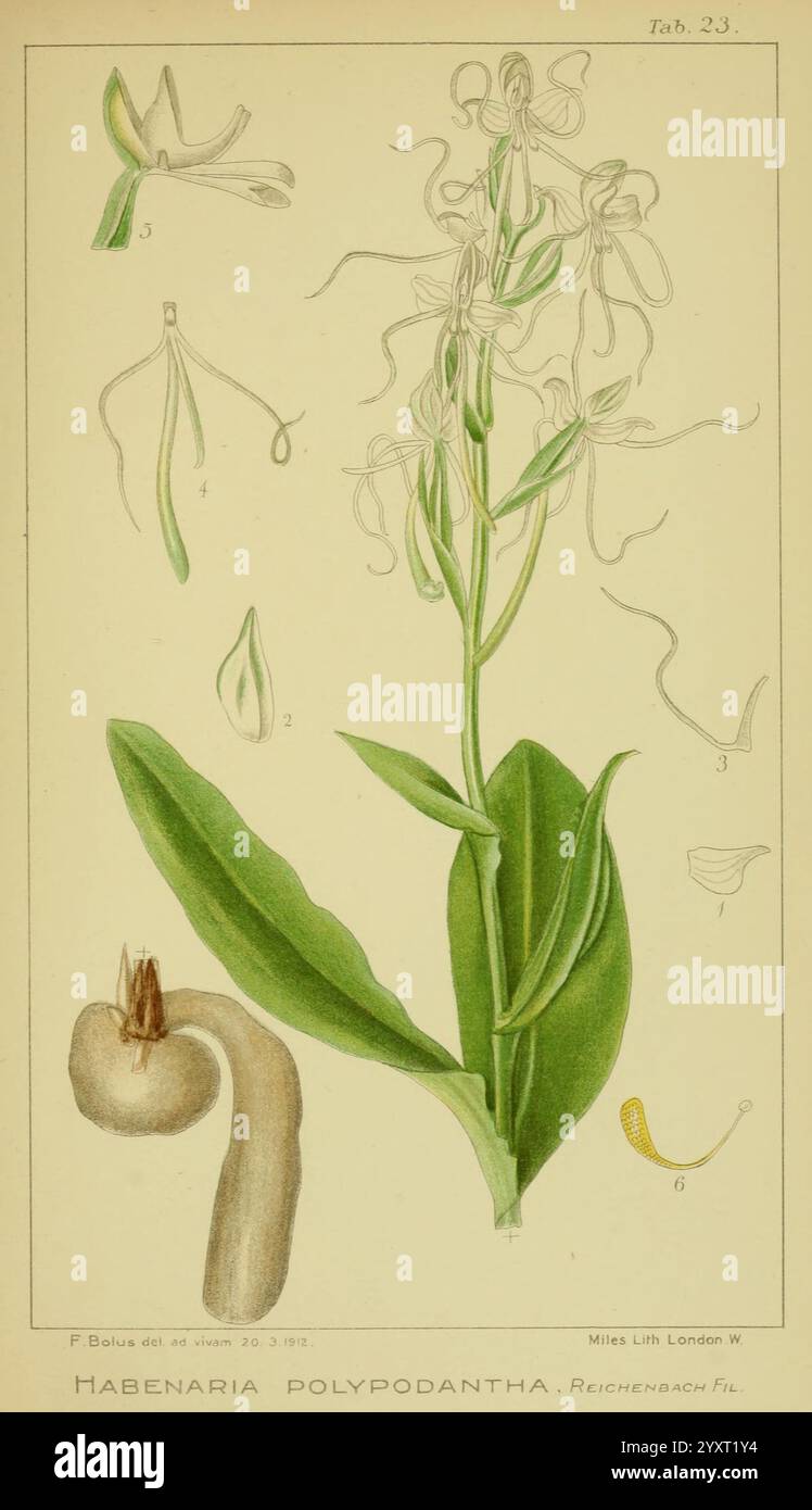 Icones orchidearum austro-africanarum extra-tropicarum, Londres, W. Wesley, 1896-1913, Orchidaceae, œuvres picturales, Afrique du Sud, Frankbolus, Habenaria polypodantha, Bonatea polypodantha., cette illustration présente l'Habenaria polypodantha, une espèce d'orchidée connue pour sa structure florale élégante. La plante présente une large feuille verte proéminente et une série de fleurs délicates et allongées qui présentent des arrangements complexes de pétales. La tige florale principale se ramifie pour afficher plusieurs fleurs, mettant en évidence leurs formes et formes uniques. En outre, la mise en plan comprend des sections étiquetées Banque D'Images
