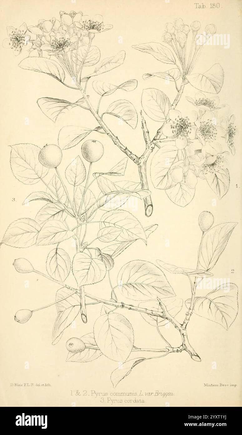 Journal de botanique, britannique et étranger. Londres, Robert Hardwicke, 1863-1942, botanique, Grande-Bretagne, périodiques, plantes, champignons, illustration présentant deux études botaniques détaillées de la poire commune (Pyrus communis). L'œuvre d'art montre plusieurs branches du poire, mettant en valeur ses feuilles, ses fleurs et ses fruits. Chaque élément est méticuleusement rendu, mettant en valeur les formes et textures naturelles de la plante. Les branches sont étiquetées avec des annotations numériques, suggérant différentes vues ou étapes de l'usine. Les détails environnants reflètent la nature délicate des fleurs de poire, qui Ar Banque D'Images