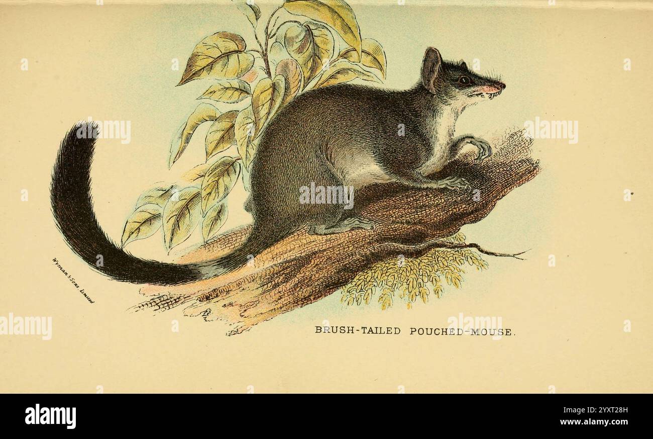 A hand-book to the marsupialia and Monotremata London, E. Lloyd, 1896, marsupials, Monotremes, souris à queue brossée, Australie, Australie, Phascogale penicillata, Phascogale penicillata, Phascogale tapoatafa, Phascogale à queue brossée, Richard Lydekker, la souris-poupée à queue brossée perche gracieusement sur une branche, mettant en valeur sa fourrure douce et ses traits distinctifs. Ses grands yeux expressifs regardent au loin, tandis que sa longue queue touffue se boucle élégamment derrière elle. Autour de la créature sont des feuilles délicates, suggérant un habitat luxuriant. Cette représentation souligne le caractère unique de son an Banque D'Images