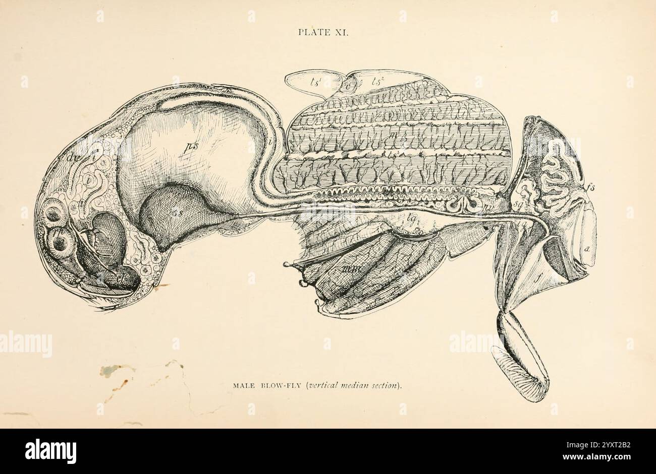 Le, anatomie, physiologie, morphologie et, développement, de, la, la mouche de soufflage, (Calliphora erythrocephala). Londres, publié, pour le, auteur par, R. H. porter, 1890-95, mouches à souffler, bois, diptères, intestin, anatomie, cette illustration présente une représentation anatomique détaillée d'un système reproducteur et digestif masculin. Le marquage complexe met en évidence diverses structures, y compris l'estomac, les intestins et les organes associés à la reproduction. Le dessin met en valeur la complexité et l'interconnexion de l'anatomie humaine, fournissant un aperçu des systèmes digestif et reproducteur. La clari Banque D'Images