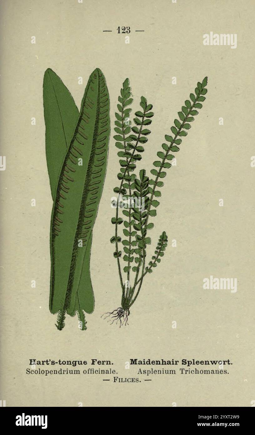 Wayside and Woodland Blossoms, Londres, F. Warne, 1895, Grande-Bretagne, fleurs sauvages, identification, botanique, Asplenium trichomanes, Asplenium scolopendrium,, L'illustration montre deux types distincts de fougères : à gauche, la fougère à langue de Hart (Scolopendrium officinale) avec ses larges feuilles en forme de bandes, et à droite, la fougère de Maidenhair (Asplenium trichomanes), caractérisée par ses frondes délicates et finement divisées. Les deux fougères sont détaillées avec des caractéristiques botaniques précises, reflétant leurs formes et textures uniques, aux côtés de leurs noms scientifiques. Cet affichage met l'accent sur le di Banque D'Images