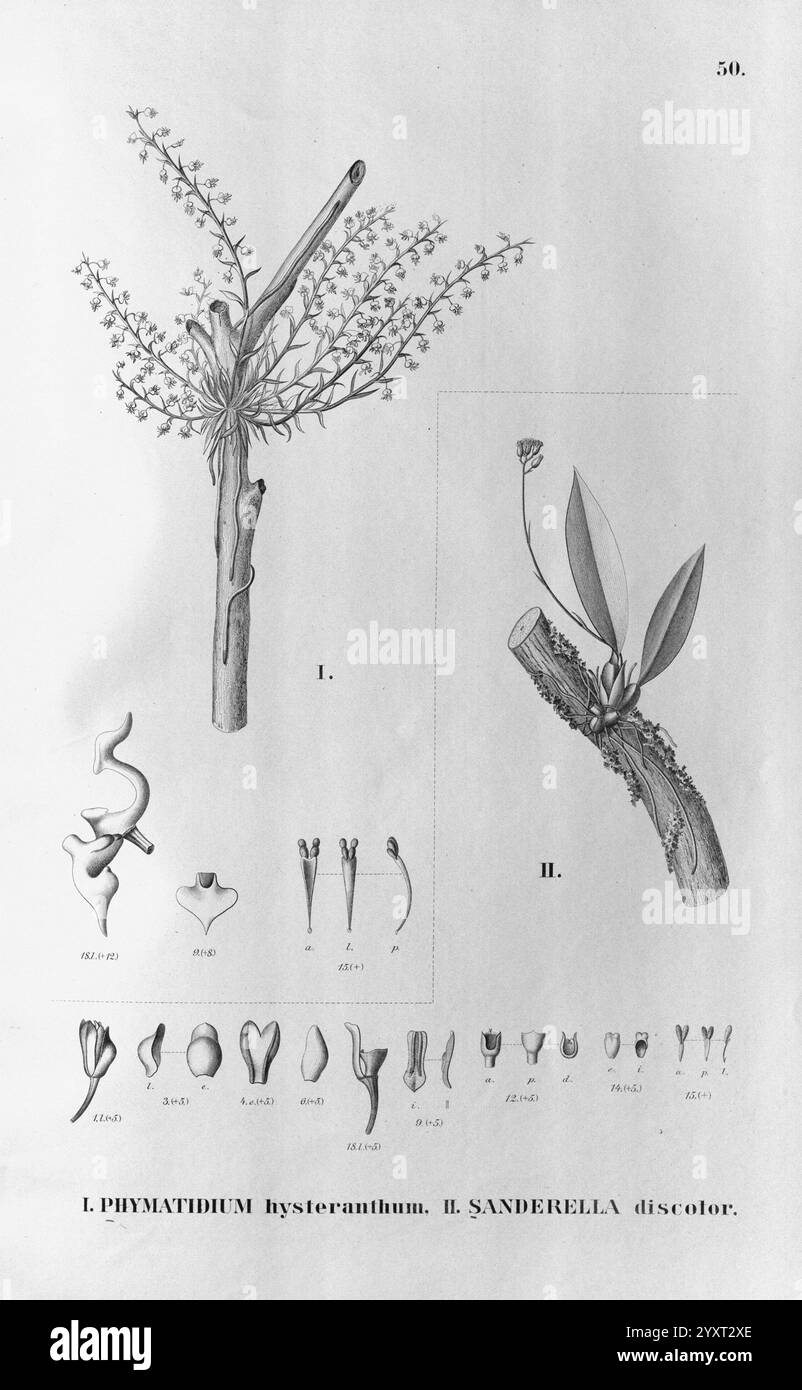 Flora brasiliensis, Enumeratio Plantarum à Brasilia Hactenus Detectarum. Monachii et Lipsiae [Munich et Leipzig], R. Oldenbourg, 1840-1906, Brésil, Allemagne, gravure, botanique, 1840, non coloré, botanistes, œuvres picturales, Graphic Media, l'illustration présente une étude botanique portant sur deux espèces, étiquetées I et I.la première espèce, I. Phymatiduym hysteranthum, est représentée avec une représentation détaillée de sa structure florale, mettant en évidence de multiples petites fleurs émanant d'une tige centrale. La seconde espèce, H. Sanderella discolor, est illustrée à côté de ses feuilles distinctives Banque D'Images