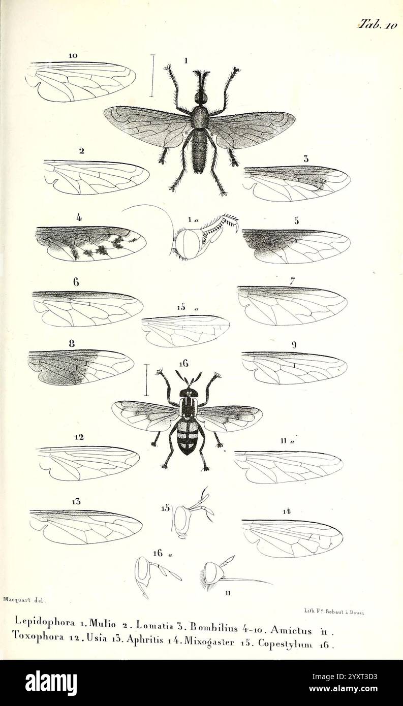 Diptères exotiques nouveaux ou peu connus Paris, Roret, 1838-1843, diptera, insect, L'illustration présente une série de croquis anatomiques détaillés de diverses espèces d'insectes, mettant en évidence leurs caractéristiques distinctes. Chaque figure étiquetée présente un insecte différent, y compris des vues de ses ailes, de son corps et d'autres caractéristiques morphologiques. Les insectes représentés appartiennent à différents genres, tels que Lepidophora, Mulo et Toxophora, entre autres. Cette pièce éducative sert à améliorer la compréhension de la diversité entomologique et de l'anatomie, fournissant une référence claire pour l'étude et la comparaison Banque D'Images