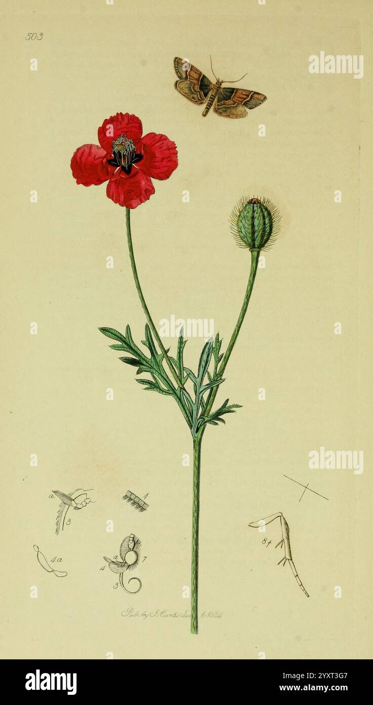 Entomologie britannique, Londres, imprimé pour l'auteur 1823-1840 [i.e. 1840], botanique, Grande-Bretagne, insectes, œuvres picturales, 1884, la scène présente une fleur rouge éclatante avec des pétales délicats, mis en évidence avec une tige verte et une gousse de graines ronde et non mûre à proximité. Au-dessus de la fleur, un papillon aux motifs d'ailes complexes plane, ajoutant une sensation de vie et de mouvement à la composition. Autour de ces éléments centraux se trouvent des croquis plus petits, y compris un rongeur stylisé et quelques formes abstraites, qui améliorent l'illustration botanique globale. Cet arrangement complexe souligne la beauté de Banque D'Images