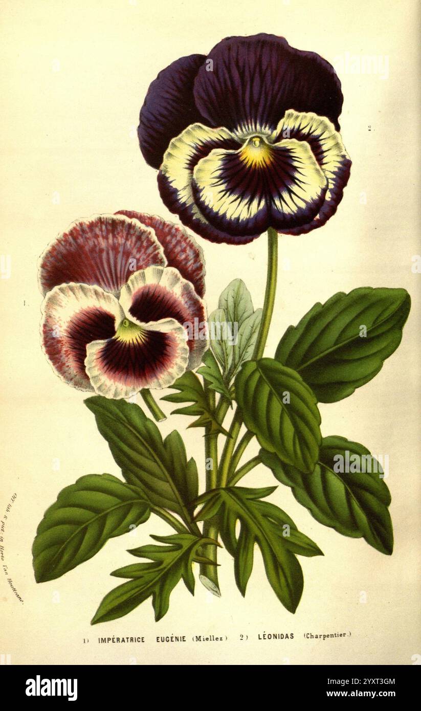 Flore des serres et des jardins de l'Europe A Gand, chez Louis van Houtte, éditeur, 1845-1880, Une illustration époustouflante mettant en valeur la beauté délicate des pansies, avec deux fleurs distinctes. Les fleurs affichent un riche mélange de violets profonds, de blancs crémeux et de touches jaunes saisissantes qui créent un contraste captivant. Chaque pétale est minutieusement détaillé, soulignant les motifs et les textures uniques qui définissent ces charmantes plantes. Sous les fleurs, de larges feuilles vertes ajoutent une touche vibrante, soulignant l'élégance naturelle du design. Le nom botanique ''Imperatrice Eugénie'' et ''Léon Banque D'Images