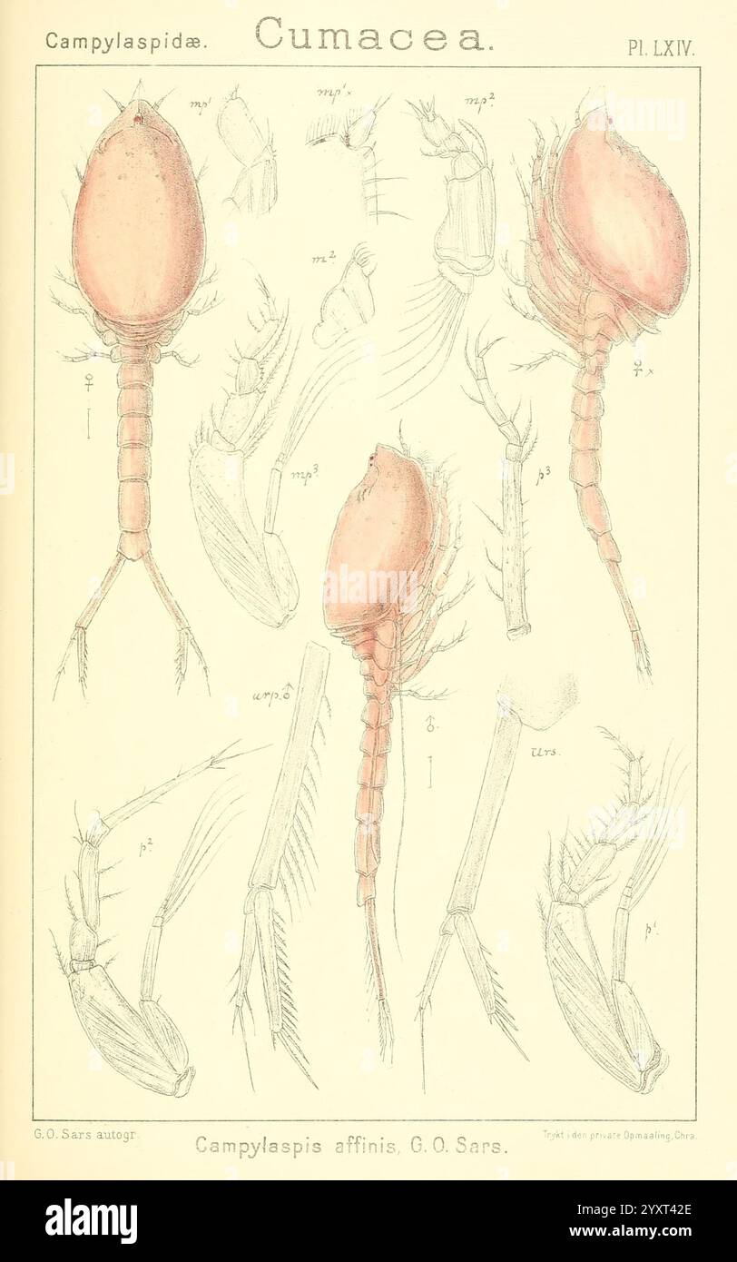 Un récit des crustacés de Norvège Christiania, A. Cammermeyer, 1895-1928. Crustacés, Norvège, crustacés, cette illustration présente des dessins scientifiques détaillés de diverses espèces appartenant à la famille des Cumacea, mettant en évidence leur structure anatomique. La représentation comprend de multiples angles et vues des créatures, mettant en valeur leurs caractéristiques distinctives telles que des corps allongés, des jambes segmentées et des appendices spécialisés. Les étiquettes et annotations fournissent des informations sur différentes parties, soulignant les adaptations uniques de ces crustacés, qui habitent les milieux marins. Le over Banque D'Images