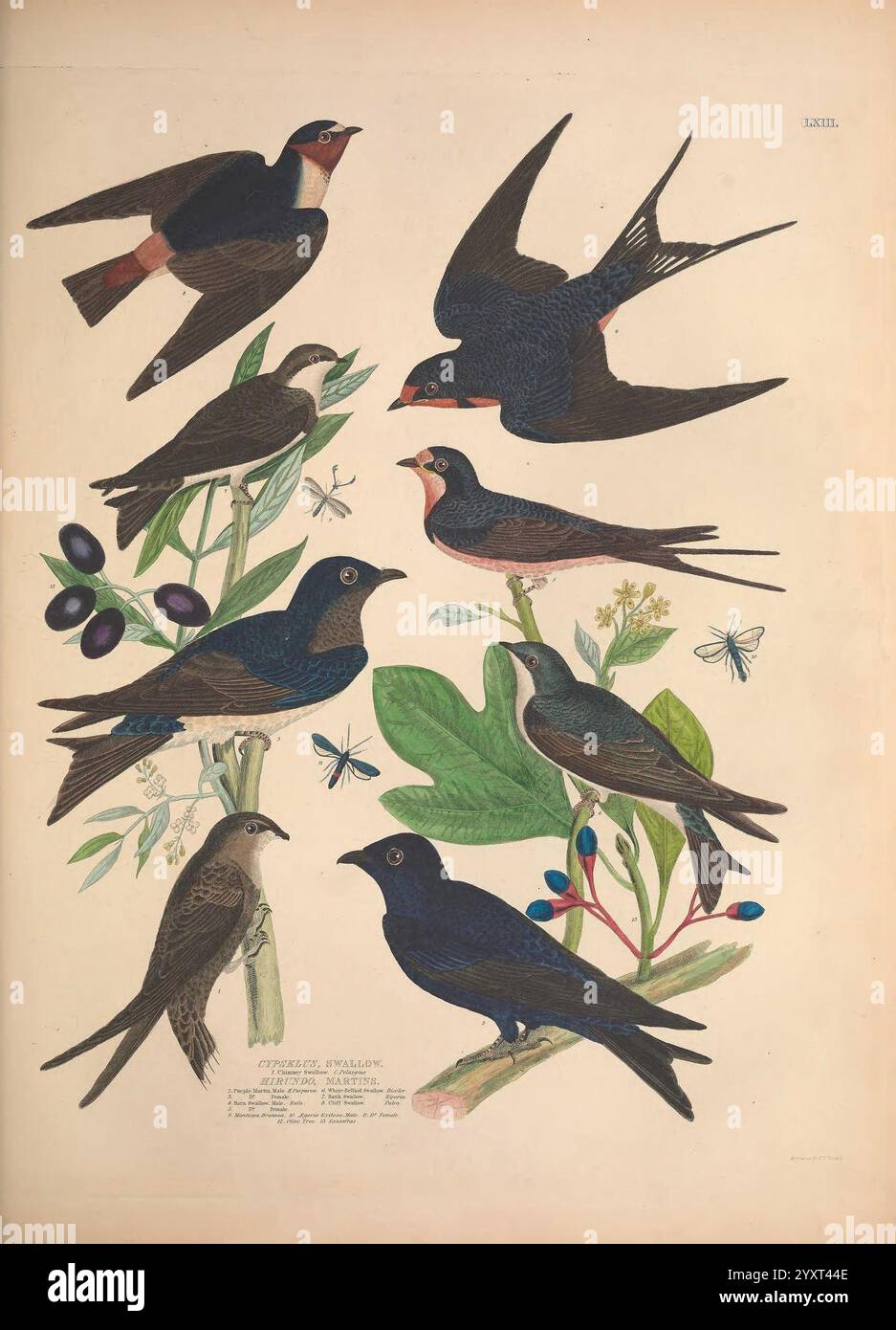 Illustrations of the American Ornithology of Alexander Wilson and Charles Lucien Bonaparte, Edinburgh, Frazer & Co, 1835, oiseaux, États-Unis, Amérique du Nord, œuvres picturales, Une collection d'oiseaux magnifiquement illustrés, mettant en valeur diverses espèces d'hirondelles et de martins. La composition présente huit oiseaux distincts, chacun soigneusement rendu avec une attention particulière à leurs caractéristiques uniques. Ils sont représentés perchés sur des branches ornées de feuilles et de fleurs délicates, tandis que de petits papillons flottent en arrière-plan, contribuant à un cadre naturel animé. La palette de couleurs comprend b riche Banque D'Images