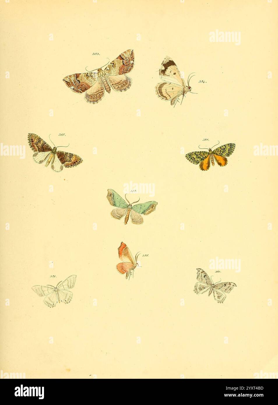 Sammlung, neuer, oder, wenig, bekannter, aussereuropäischer, Schmetterlinge, BD, 1, Ratisbonne, g, J, Manz, 1850/1858, [i.e, 1858-1869], université, Ernst, Lepidoptera, Mayr, bibliothèque, pictural, œuvres, Harvard, Une collection de papillons richement illustrés, présentant une variété d'espèces et de motifs. Chaque papillon est représenté dans un design unique, mettant en évidence des couleurs vives, des structures d'aile délicates et des tailles variables. L'agencement présente une disposition symétrique, avec certains papillons perchés dans une orientation horizontale tandis que d'autres sont positionnés verticalement. Chaque spécimen est numbere Banque D'Images