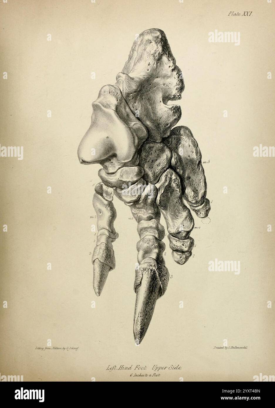 Description squelette éteint gigantesque Sloth Mylodon robustus Owen observations Quadrupèdes mégathérioïdes General London 1842.jpg, cette illustration complexe représente une étude anatomique détaillée d'un pied arrière gauche, mettant en valeur sa face supérieure. Le pied est représenté avec un accent sur sa structure squelettique, mettant en évidence divers os et leurs interconnexions. Chaque composant est méticuleusement étiqueté, fournissant un aperçu de la morphologie du pied. Le rendu artistique met en valeur les formes et textures uniques des os, contribuant à une compréhension plus approfondie de l’anatomie étudiée. T Banque D'Images