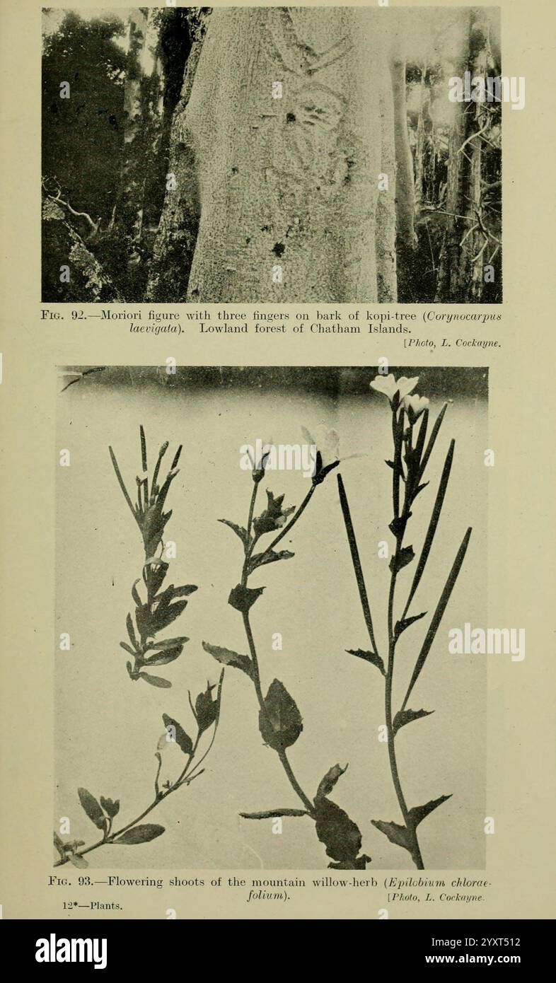 Les plantes néo-zélandaises et leur histoire Wellington N.Z. M. F. Marks Govt. Imprimeur 1919 plantes néo-zélandaises Moriori Epilobium chloraefolium Corynocarpus laevigata Leonard Cockayne Îles Chatham Willowherb, l'image comporte deux illustrations distinctes. L'illustration du haut représente une figure de Moriori avec trois doigts sculptés dans l'écorce d'un kahikatea (Dacrycarpus dacrydioides) dans la forêt de plaine des îles Chatham. Ce chiffre reflète l'art culturel du peuple Moriori. L'illustration du bas montre les pousses florissantes de l'herbe de saule de montagne (Epilobium cladonio Banque D'Images