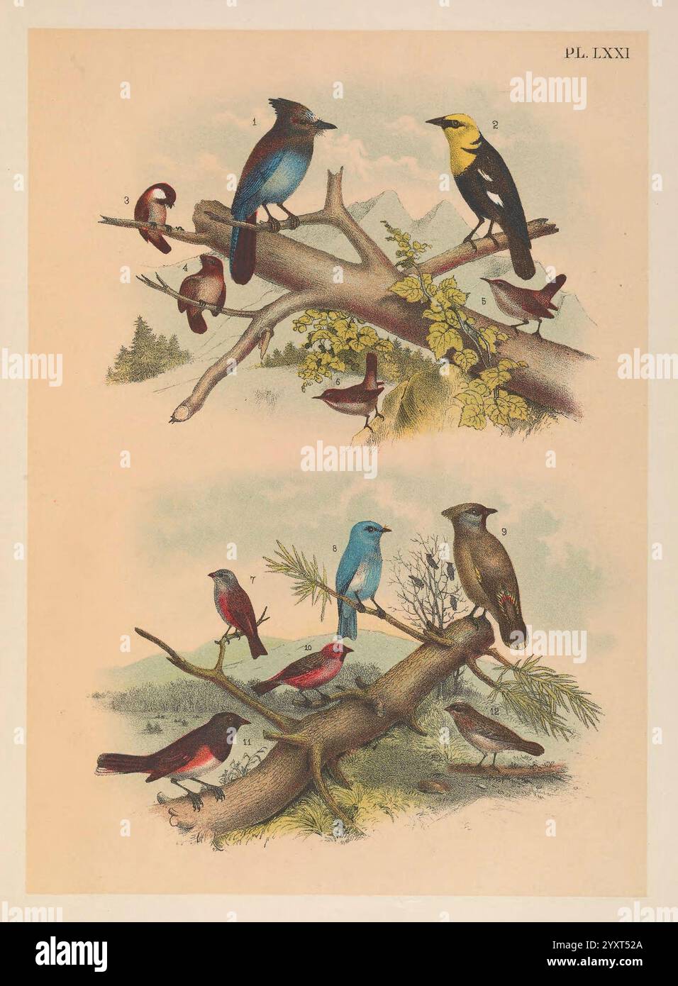 Les oiseaux d'Amérique du Nord New York, 1903, oiseaux, Amérique du Nord, œuvres picturales, Cyanocitta stelleri, jay de Steller, xanthocephalus xanthocephalus, mercerie noire à tête jaune, rufescens poeciles, chickadee à dos de châtaignier, psaltriparus minimus, bushtit, salpinctes obsoletus, rocher wren, thryomanes bewickii, Wren de Bewick, téphrocococte leucosticte, rosier à couronne grise, sialia currucoides, bleuet des montagnes, bombycilla garrulus, épilation de Bohême, carduelis flammea, rougepoll flammea commun, pipilo maculatus, towhee tachetée, melospiza lincolnii, moineau de Lincoln, cette œuvre présente une composition Banque D'Images