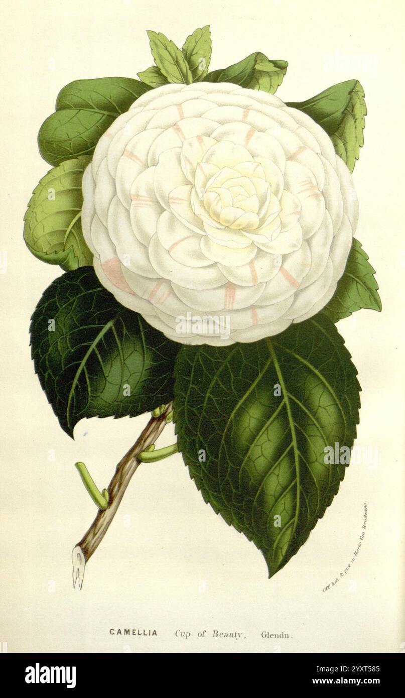 Flore des serres et des jardins de l'Europe A Gand, chez Louis van Houtte, éditeur, 1845-1880, l'illustration présente un spécimen étonnant d'une fleur de camélia, en particulier la variété ''Cup of Beauty'', caractérisée par ses grands pétales complexes qui créent une apparence en couches, semblable à une rosette. La fleur est exposée bien en vue, présentant des nuances délicates de blanc avec des reflets roses doux, rayonnant d'élégance et de charme. Autour de la fleur se trouvent des feuilles luxuriantes vert foncé avec une texture brillante, soulignant la beauté de la fleur. La tige reliant la fleur à ses feuilles est naturelle Banque D'Images