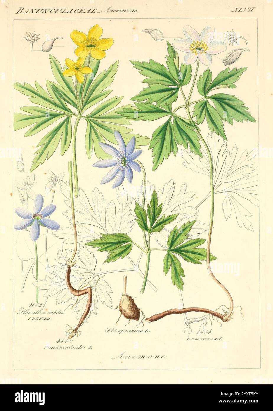 Icones florae Germanicae et Helveticae, simul Pedemontanae, Tirolensis, Istriacae, Dalmaticae, Austriacae, Hungaricae, Transylvanicae, Moravicae, Borussicae, Holsaticae, Belgicae, Hollandicae, ergo Mediae Europae. Lipsiae, F. Hofmeister 1834-1912. [v. 1, 1850], Europe, œuvres picturales, plantes,, L'illustration présente une collection de diverses plantes à fleurs appartenant à la famille des Ranunculaceae. De multiples espèces sont exposées en évidence, y compris de délicates fleurs blanches et jaunes, ainsi qu'une fleur bleue douce. Chaque plante est représentée avec ses feuilles caractéristiques, mettant en valeur sh distincts Banque D'Images