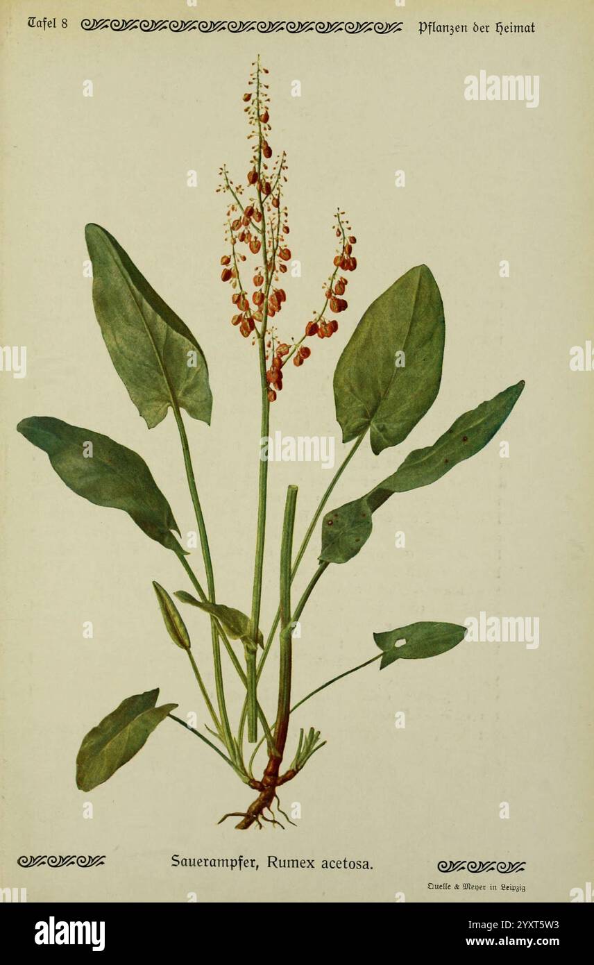 Pflanzen der Heimat Leipzig, quelle und Meyer, 1913, Allemagne, œuvres picturales, plants, The New York Botanical Garden, Rumex acetosa, Une illustration botanique mettant en vedette la plante Rumex acetosa, communément appelée Sorrel. L'œuvre d'art montre les longues feuilles vertes larges et distinctives de la plante et une grande tige fleurie surmontée de grappes de petites fleurs rouges. Les racines sont visibles à la base, illustrant la structure de croissance de la plante. Le texte qui l'accompagne l'identifie comme ''Sauerampfer', soulignant son importance dans le contexte de la flore locale. La composition globale met en évidence la complexité Banque D'Images