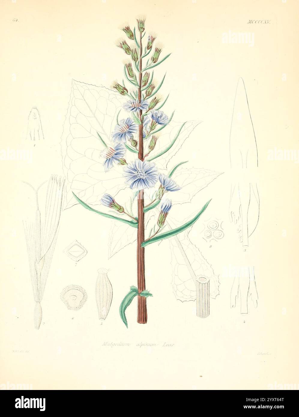 Icones florae Germanicae et Helveticae, simul Pedemontanae, Tirolensis, Istriacae, Dalmaticae, Austriacae, Hungaricae, Transylvanicae, Moravicae, Borussicae, Holsaticae, Belgicae, Hollandicae, ergo Mediae Europae. Lipsiae, F. Hofmeister 1834-1912. [v. 1, 1850], Europe, œuvres picturales, plantes, une illustration botanique avec une tige mince ornée de délicates fleurs bleues, chaque pétale minutieusement détaillé. Les fleurs sont disposées en spirale le long de la tige, et de petites feuilles vertes émergent de la base. Autour de l'illustration principale sont diverses études botaniques, y compris outli Banque D'Images