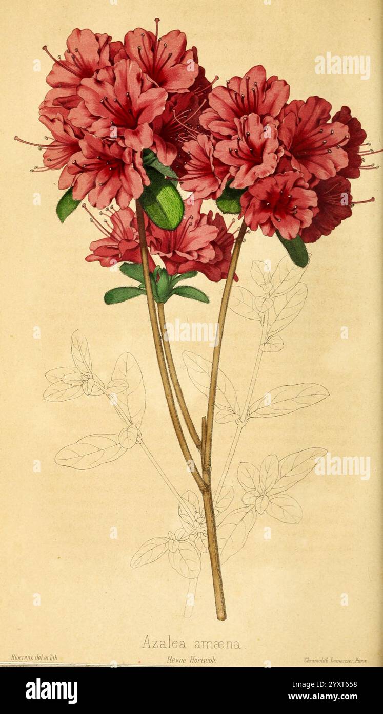 Revue horticole Paris librairie agricole de la maison rustique 1829-1974 France jardinage horticulture périodiques taxonomie : binomial = Azalea amoena, Une représentation vibrante d'Azalea amena, mettant en valeur des grappes de fleurs rouges frappantes en pleine floraison. Les détails complexes soulignent les pétales délicats et la végétation luxuriante, avec un accent sur l'arrangement élégant des fleurs en cascade de tiges minces. Un contour pâle fait allusion à la précision botanique, capturant l'essence de cette belle plante à fleurs. La présentation est à la fois artistique et informative, célébrant la beauté naturelle du Banque D'Images