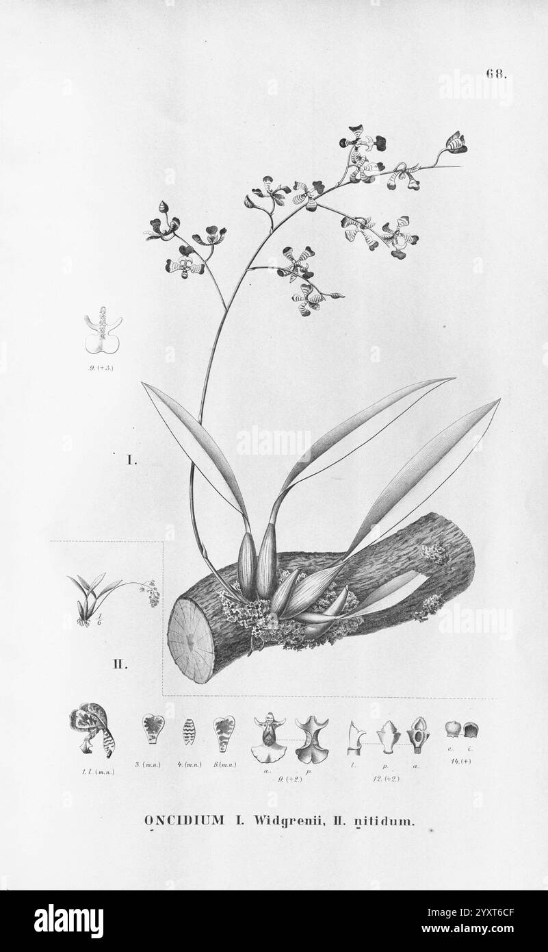 Flora brasiliensis, Enumeratio Plantarum in Brasilia Hactenus Detectarum, Monachii et Lipsiae [Munich et Leipzig], R. Oldenbourg, 1840-1906, Brésil, Allemagne, gravure, botanique, 1840, non coloré, botanistes, œuvres picturales, supports graphiques, cette illustration montre l'orchidée Oncidium, plus précisément les espèces Oncidium widgessii et Oncidium nitidum. L'accent central est une tige florale gracieusement voûtée ornée de multiples petites fleurs, caractérisées par leurs formes de pétales complexes et leurs marques. Sous les fleurs, de larges feuilles allongées émergent d'une tige nouée et texturée, qui repose sur un W. Banque D'Images