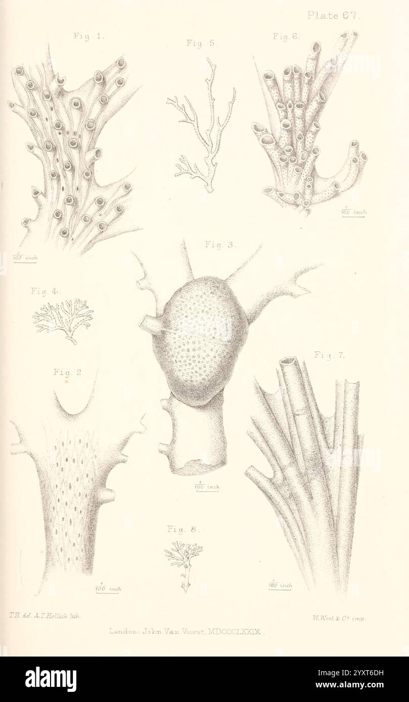 A history of the British marine Polyzoa, London, J. Van Voorst, 1880, Bryozoa, cette illustration présente une série d'études botaniques complexes. Dans la partie supérieure, plusieurs formes de corail ou de vie marine similaire sont représentées, en soulignant leurs structures uniques, telles que les formes ramifiées et les projections bulbeuses. Chaque figure est étiquetée avec les numéros correspondants pour référence. Les dessins mettent en valeur les textures et les formes organiques trouvées dans la nature, allant des branches minces et épineuses aux formations plus robustes. La collection illustre la beauté et la diversité des écosystèmes sous-marins, avec un Banque D'Images