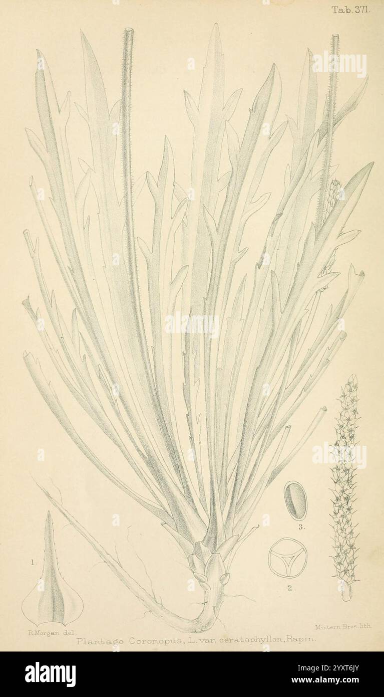 Journal, of, botanique, British, et, étranger, Londres, Robert, Hardwicke, 1863-1942, botanique, Grande-Bretagne, périodiques, plantes., cette illustration montre les caractéristiques botaniques détaillées d'une plante appartenant au genre Plantago, en particulier la variété Coronopus. La représentation centrale met en évidence les feuilles longues et minces qui sont disposées en rosette. Il comprend également divers détails anatomiques étiquetés avec des numéros : l'un représente une graine, l'autre une vue agrandie de la gousse de graine, et un troisième montre l'épi de fleur. Les lignes délicates soulignent la structure de la plante, fournissant Banque D'Images