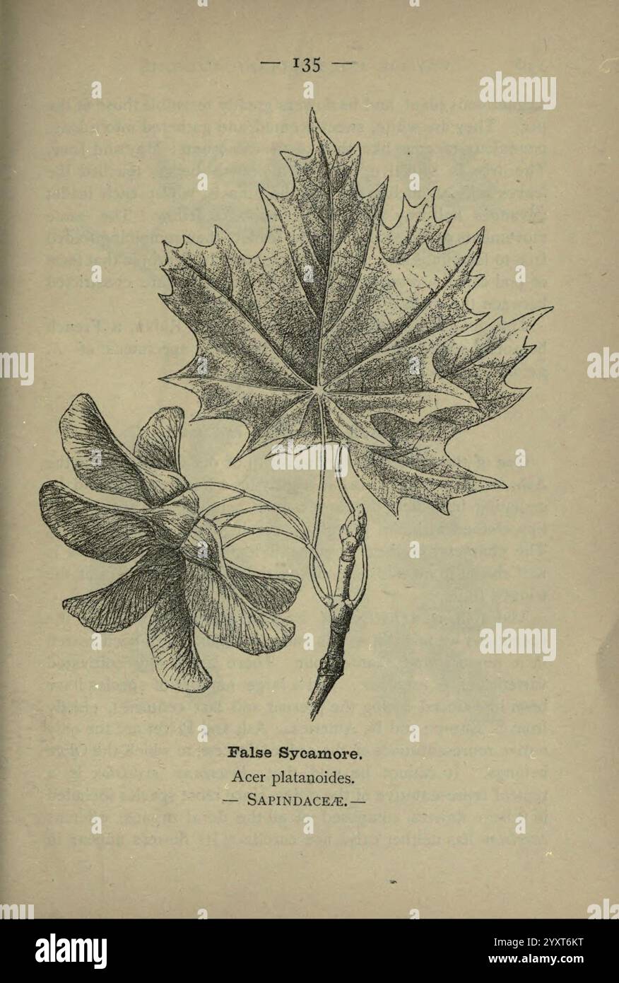 Wayside and Woodland Blossoms, Londres, F. Warne, 1895, Grande-Bretagne, fleurs sauvages, identification, botanique, Acer platanoides, une illustration d'une fausse feuille de Sycamore, mettant en valeur ses cinq lobes distinctifs et ses bords dentelés, accompagnés d'un amas de graines. Le nom scientifique, Acer platanoides, est noté à côté de sa classification dans la famille des Sapindaceae. La composition met en évidence les détails complexes des veines de la feuille et la structure globale, soulignant les caractéristiques botaniques de cette espèce. Banque D'Images
