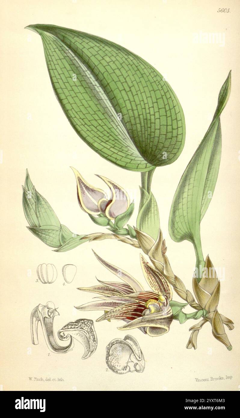 Curtis's Botanical magazine London New York Botanical illustration botanique périodiques travaux picturaux plantes ornementales Curtis, l'illustration présente une représentation détaillée d'une plante, mettant en évidence ses caractéristiques distinctives. Parmi ceux-ci, on trouve les grandes feuilles texturées présentant un motif en forme de grille. Au centre, une fleur élégamment structurée émerge, révélant des arrangements de pétales complexes ornés de marques uniques. Autour de la fleur se trouvent divers diagrammes botaniques qui fournissent un aperçu de son anatomie, y compris des gros plans des structures reproductrices et des bractées. Le Banque D'Images