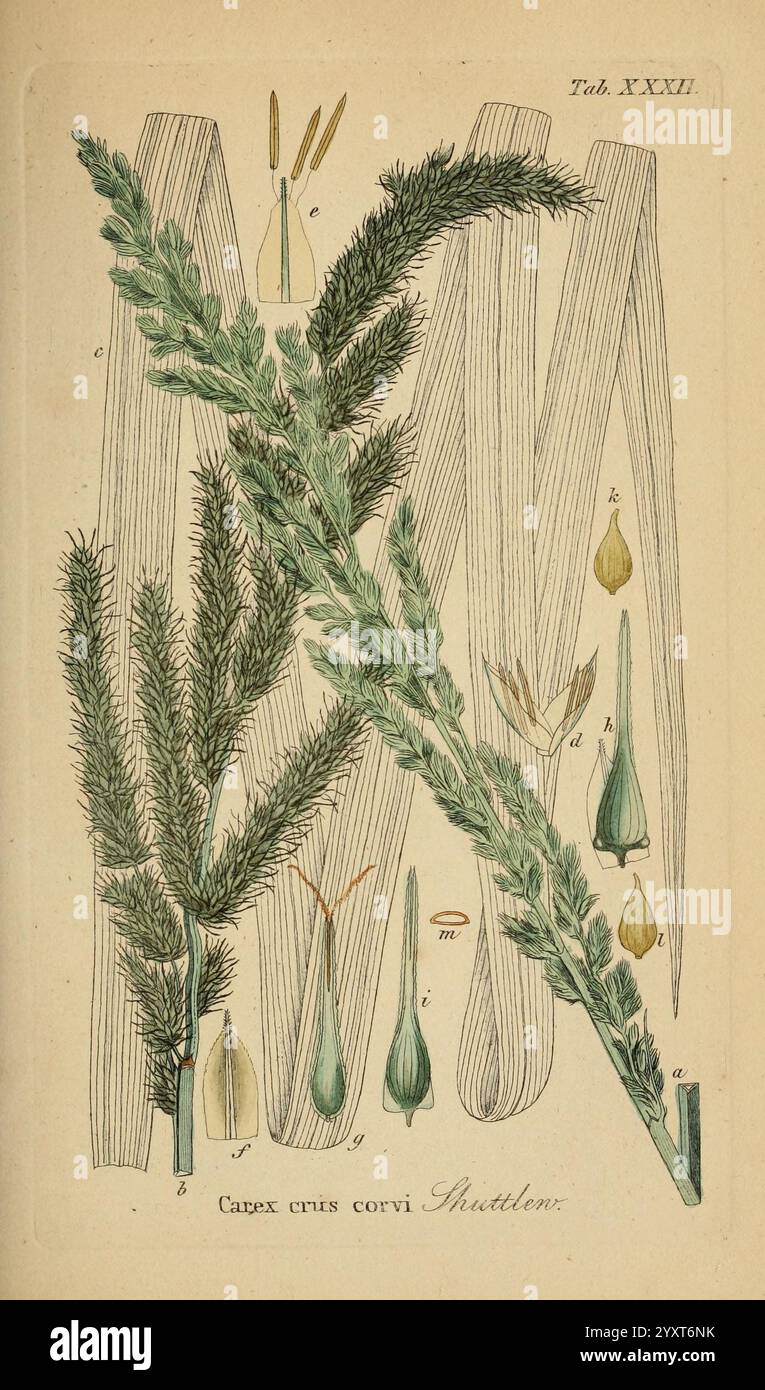Supplemente zu Schkuhr's Riedgräsern (Carices), Leipzig, E. Fleischer, 1840-50, Carex, Cyperaceae, Une illustration botanique présentant une représentation détaillée de divers éléments végétaux. Sur la gauche, une branche proéminente présente de multiples feuilles en forme d'aiguilles, présentant des textures fines et des variations de couleurs subtiles. Autour de la branche se trouvent plusieurs petites illustrations de parties de plantes, y compris des bourgeons allongés et des formes de graines, chacune étiquetée avec des lettres pour référence. Des lignes fines et ondulées en arrière-plan créent une sensation de mouvement et ajoutent de la profondeur à la composition. Le titre ''Capex cruris corvi Shuttlew.'' Banque D'Images