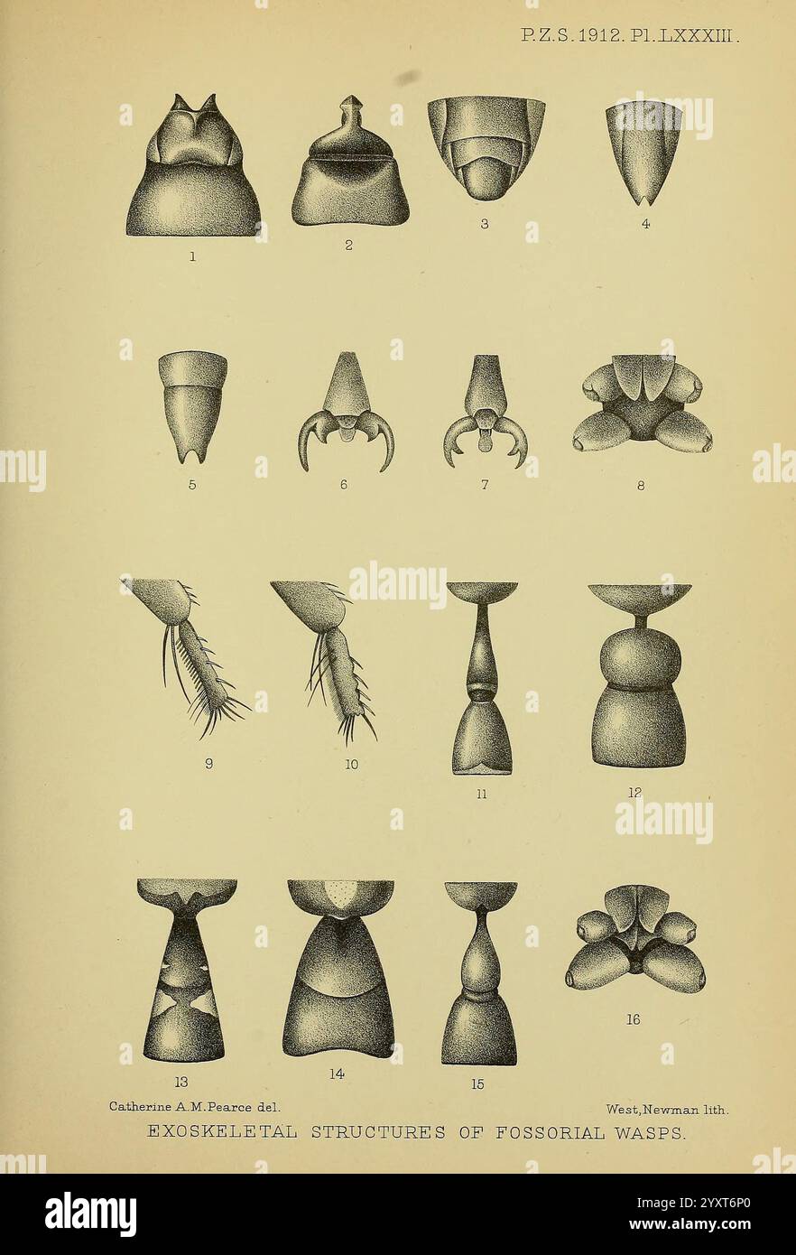 Proceedings of the Zoological Society of London, London, Academic Press Periodicals, zoologie, insectes, cette illustration montre une série de structures exosquelettiques complexes de guêpes fossoriales, détaillant diverses formes morphologiques. L'agencement présente un ensemble de formes, y compris des structures coniques, tubulaires et en forme de cloche qui reflètent les adaptations uniques de ces insectes. Chaque figure numérotée met en évidence des caractéristiques anatomiques spécifiques, mettant en valeur la diversité et la complexité des exosquelettes, qui jouent un rôle important dans la survie et le comportement des guêpes fossoriales. Le Precis Banque D'Images