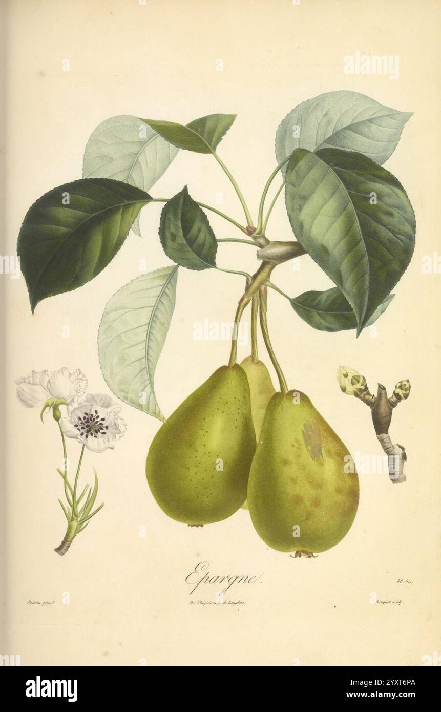 Pomologie française, Paris, Langlois et Leclercq, 1846, arbres Fruitiers, guides de terrain, France, arbres fruitiers, culture fruitière, fruits, identification, plantes, l'illustration montre une branche du poire, mettant en valeur deux poires mûres nichées au milieu de feuilles vertes luxuriantes. À côté des poires, de délicates fleurs blanches et une petite brindille avec des bourgeons sont illustrées, soulignant la beauté saisonnière de l'arbre. L'œuvre est soigneusement détaillée, mettant l'accent sur la texture du fruit et du feuillage, ainsi que sur l'élégance des fleurs, le tout soigneusement étiqueté avec le nom ''Epargne''. Cette composition magnifiquement Banque D'Images