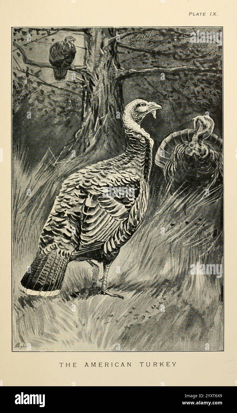 Lost and Vanishing Birds, Londres, J. Macqueen, 1898, Angleterre, oiseaux, dinde, dinde sauvage, Meleagris, Phasianidae, chordé, Galliformes, dinde sauvage orientale, oiseaux éteints, Meleagris gallopavo, 598208, oiseaux rares, Meleagris gallopavo silvestris, l'illustration présente une représentation détaillée d'une dinde américaine debout bien en vue dans un cadre naturel. L'oiseau est montré de profil, avec son plumage distinctif mis en évidence, présentant des motifs de plumes complexes et un corps incurvé. En arrière-plan, l'environnement comprend un arbre, ajoutant du contexte à son habitat. Une autre turquie est partiellement vi Banque D'Images